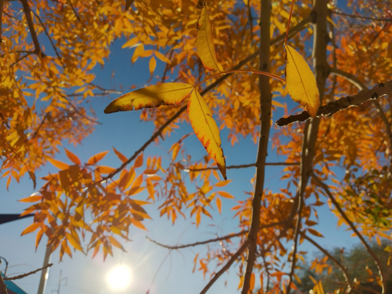 秋景描写文章: 走进金秋的美丽世界 秋景描写文章: 走进金秋的美丽世界